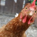 홍희통닭 이미지