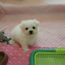 봉순이 - 양양군 | 봉순이