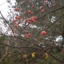 까치밥 이미지