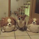 강아지그림 이미지