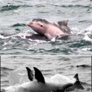 ‘짝짓기’ 위해 새끼 죽이는 돌고래 발견 이미지