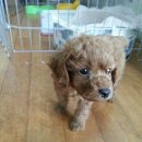 꽁지펜션 이미지