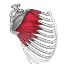골퍼의 가슴통증(견갑배신경포착증과 장흉신경포착증) 이미지