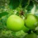 수원농장 이미지