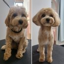 가장아름답개 이미지