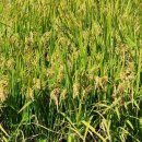 송림 태양광발전소 이미지