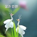 인생 이렇게 살아야 한대요 이미지