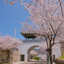 삼문풋살경기장 | 밀양 가볼만한곳 4월 벚꽃 여행 영남루 읍성 수변공원 드라이브 코스