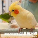 리프패럿 롯데마트 광복점 이미지