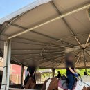 주식회사 월드승마학교 | [승마] 2024 힐링승마 지원사업 신청 및 선정 후기! 힐링승마 1~2회차 후기