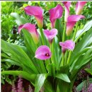 색연필 보태니컬 아트 이미지