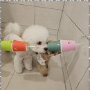 리본반려견 유치원 이미지