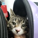 천풍동물병원 이미지