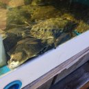 대박 | 포항 구룡포 횟집 수영횟집 포장 대박 후기