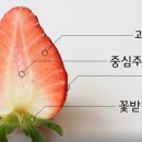 채우리딸기
