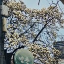 들레스테이지