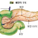 췌장이란 이미지