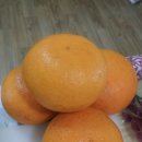 하귤과보리 이미지