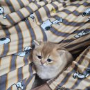 울산고양이분양 모나미네코 울산본점 이미지