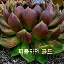 이고유 Daum카페