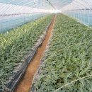 조영심 농장 이미지