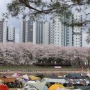 상주 | 2026 상주 비박페스티벌 후기 | 상주 벚꽃명소, 경천섬 바이크