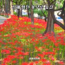 인제대학교 박물관 | 부산 뚜벅이 김해 꽃나들이 활천 꽃무릇 숲길 꽃무릇 축제 데이트 방문 후기