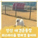 올바른 참견 | 안산야외애견운동장 와스타디움 반려견 놀이터 무료 이용