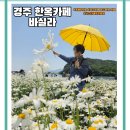 해바라기 애견 | 경주여행 SNS 인기 한옥카페 바실라, 샤스타데이지와 해바라기라떼 내돈내산 솔직 후기