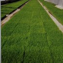 상록수영농조합법인 이미지