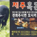 제주흑돈촌 - 부산진구 중앙번영로20번길 19 | 제주흑돈촌