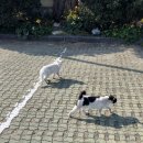 서귀고양이 이미지