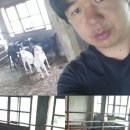 느티나무 흑염소집