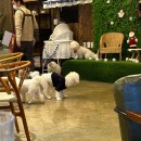 만배네애견카페