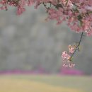 해당화