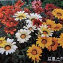 가자니아 이미지