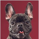 헬로우 독 이미지