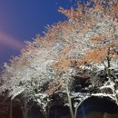 전남 나주 한수제 벚꽃구경 이미지