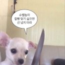 둥이