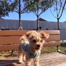 반려동물 테마공원 화장실 | 🐶 오산 반려동물 테마파크 방문 후기