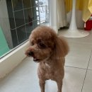 멍블리즈 이미지