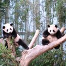 타이거벨리 이미지