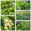 꽃무지풀무지유치원 이미지