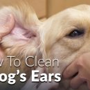 더블유동물병원 이미지