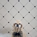 스프링댕댕 이미지