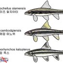 닥터피쉬