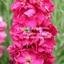 비단향꽃무 이미지