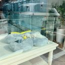 애견아롬샵 이미지