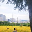 코스모스가든 | 대구 이월드 초등아이와 여행 추천 펌킨페스타 코스모스가든 자유이용권 할인 야간 놀다온 후기