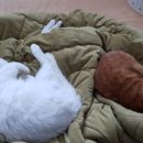 옹기종기 이미지